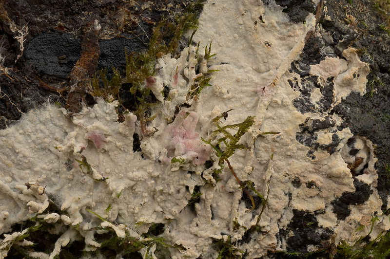 Asterostroma cervicolor